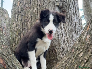 Border Collie dogs - Advert 2