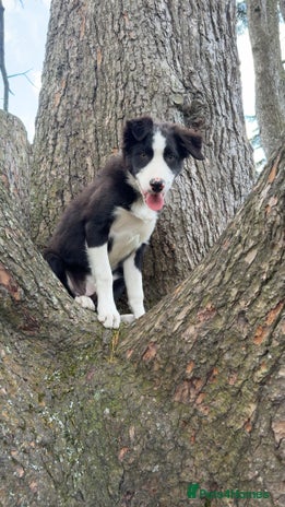 Border Collie dogs - Advert 2