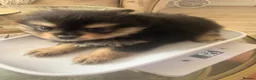 Pomeranian dogs for sale:  **  Russian Pomeranian’s  in Whitehaven - Advert 6