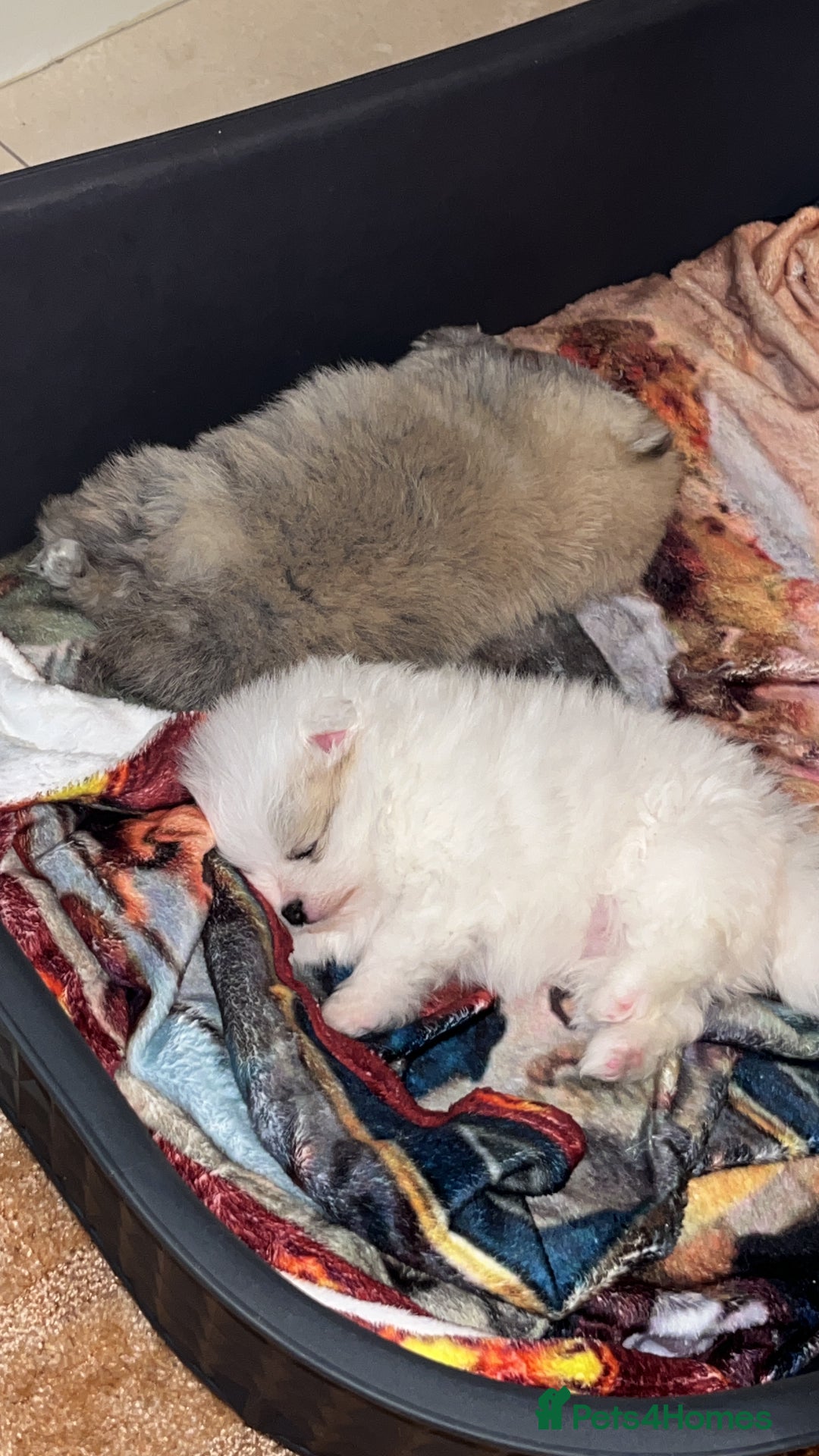 Pomeranian dogs for sale: Kc Registered Pomeranian Pups - Image 10