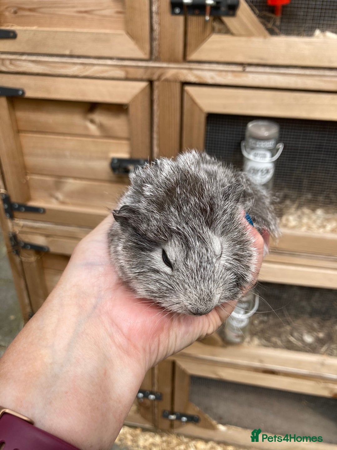 Guinea Pig rodents for sale: Lots of lovely baby guinea pigs - Image 10