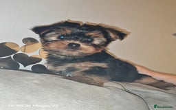 Yorkshire Terrier dogs for sale: 2 Beautiful Yorkshire Terrier Puppy Boys.  - Image 6