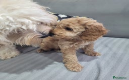 Cockapoo dogs for sale: Sweet boy cockapoo - Advert 13