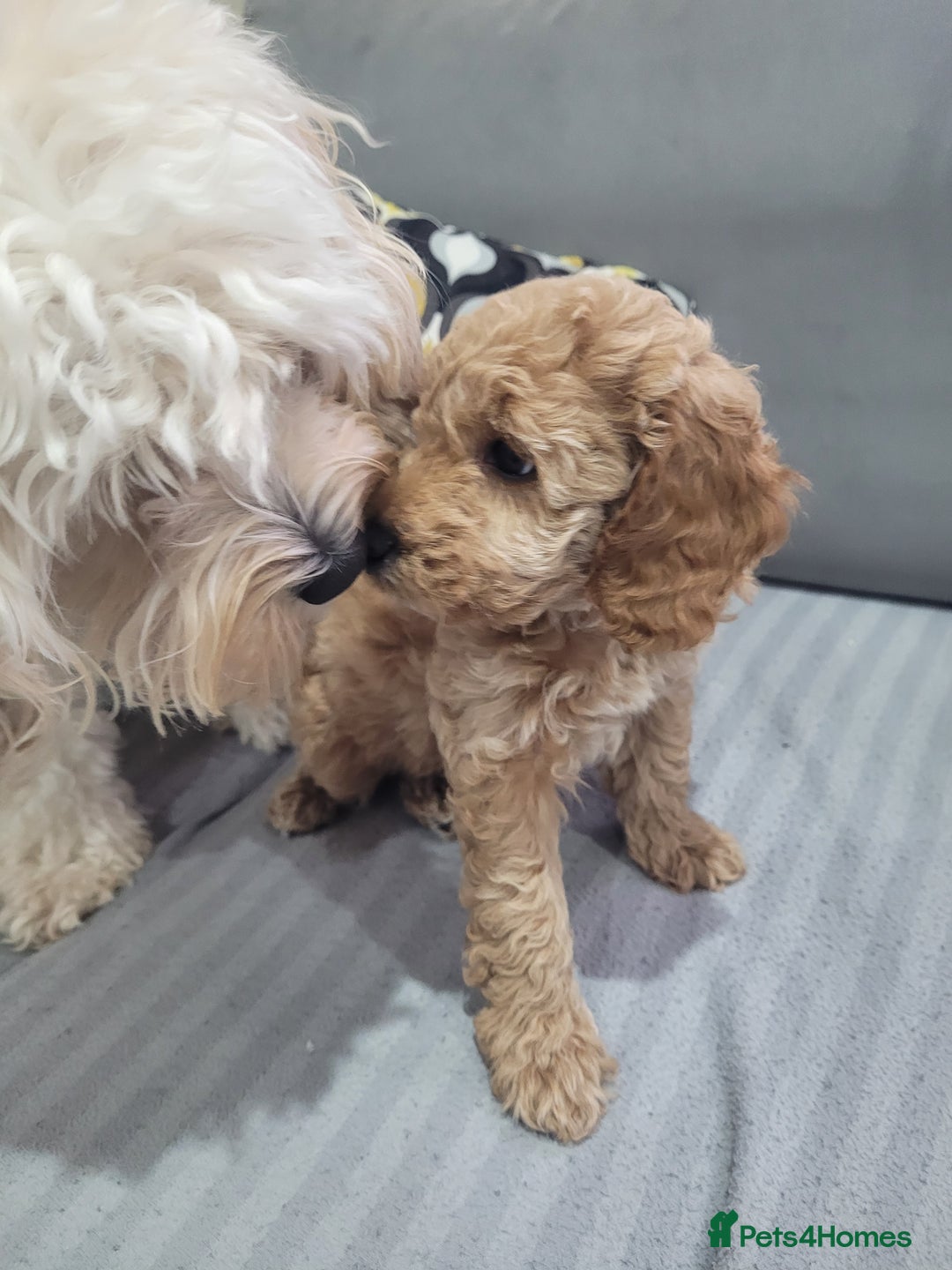 Cockapoo dogs for sale: Sweet boy cockapoo - Advert 13