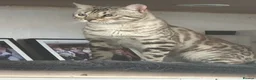 Bengal cats for sale: Stunning snow bengal boy  - Advert 2