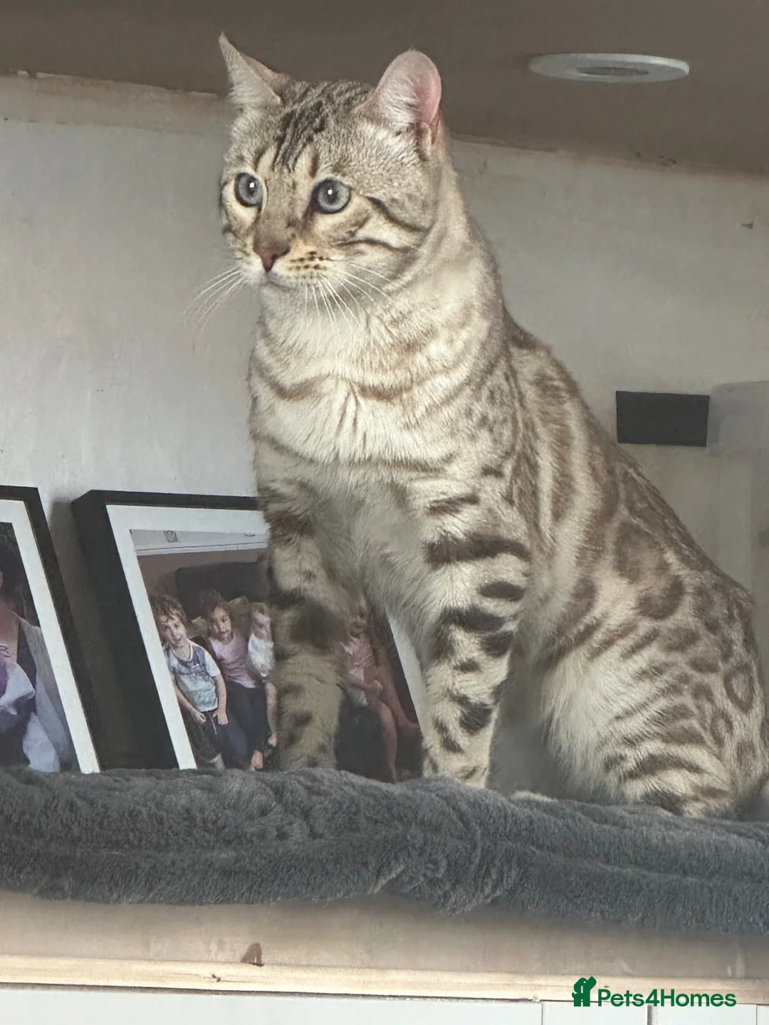 Bengal cats for sale: Stunning snow bengal boy  - Advert 2
