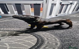 Staffordshire Bull Terrier dogs for sale: Black brindle staffordshire bull terrier male - Advert 8