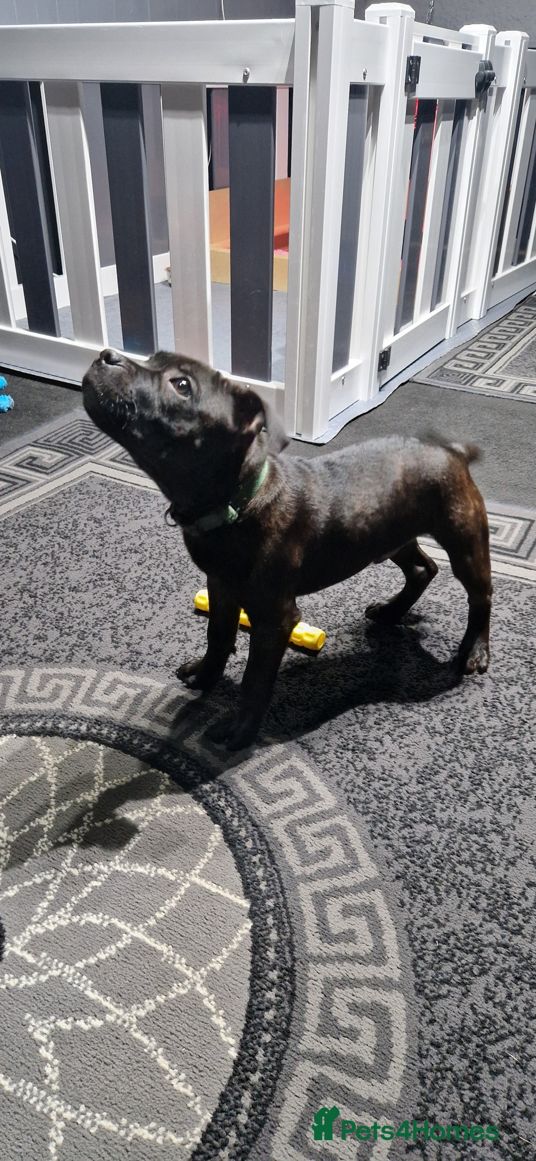 Staffordshire Bull Terrier dogs for sale: Black brindle staffordshire bull terrier male - Advert 8