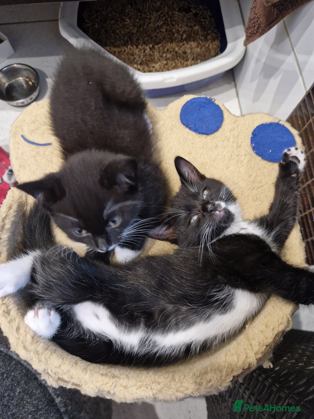 Mixed Breed cats for sale: Kittens😺 - Image 18