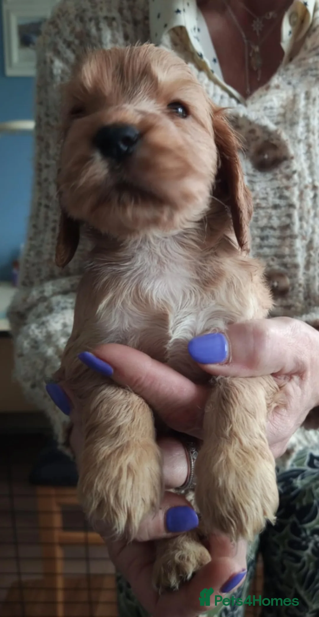 Cocker Spaniel dogs for sale: Golden Show type Cocker Spainel pups - Advert 7