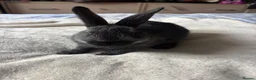 Alaska rabbits for sale: 4 alaska baby rabbits  - Advert 1