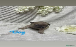 French Bulldog dogs for sale: 🐾 French Bulldog Puppies, Lola & Luna Litters 🐾 - Image 6