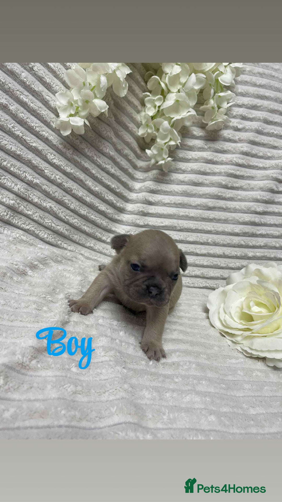 French Bulldog dogs for sale: 🐾 French Bulldog Puppies, Lola & Luna Litters 🐾 - Image 6