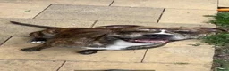 American Bull Staffy dogs for sale: American bull staff looking for forever new home! - Advert 18