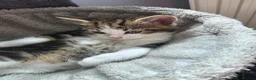 Mixed Breed cats for sale: Beautiful male kittens looking for forever home in Glastonbury - Advert 8