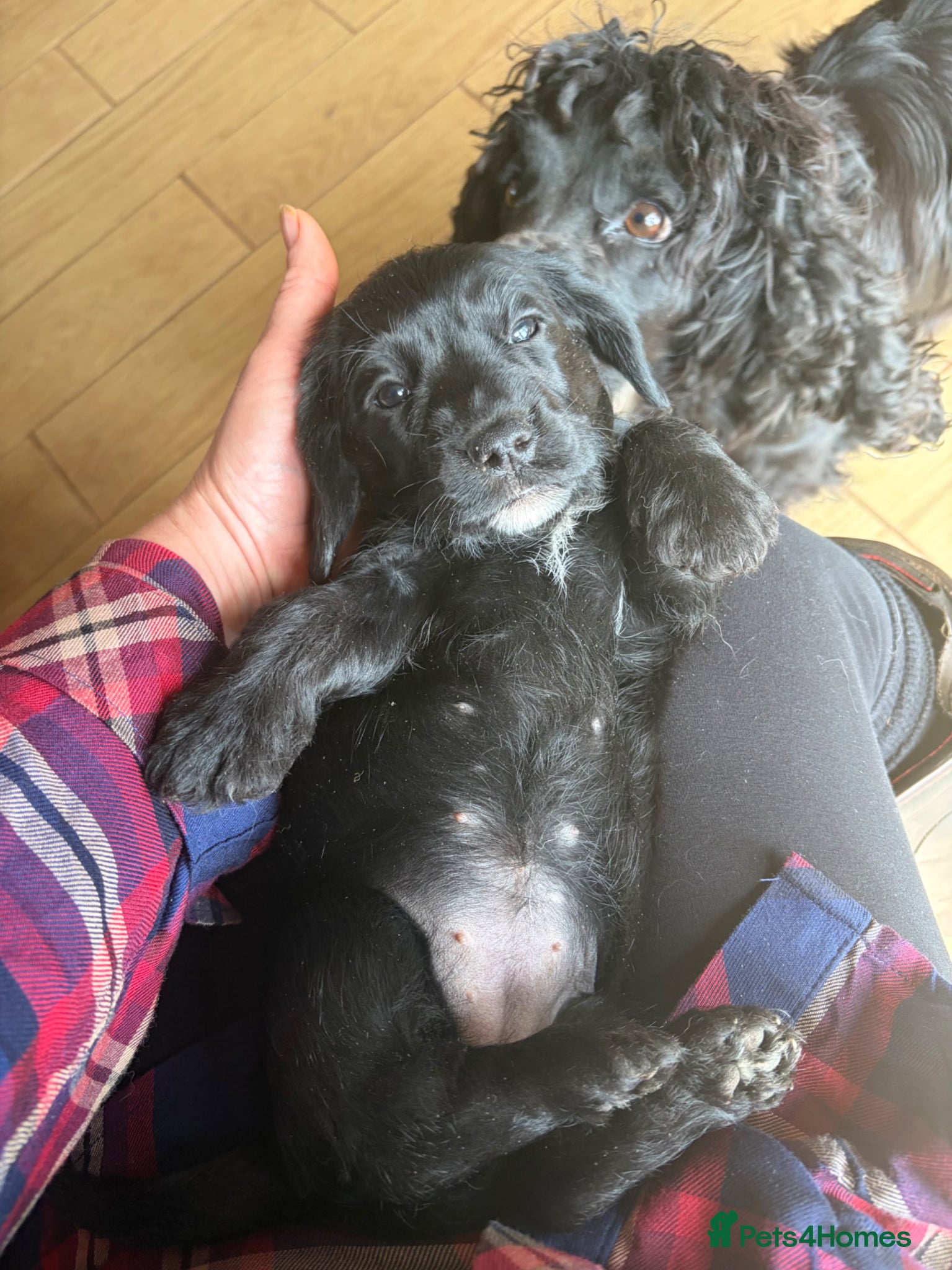 Mixed Breed dogs for sale: Miniature wirehaired Dachshund X Cocker Spaniel  - Advert 1