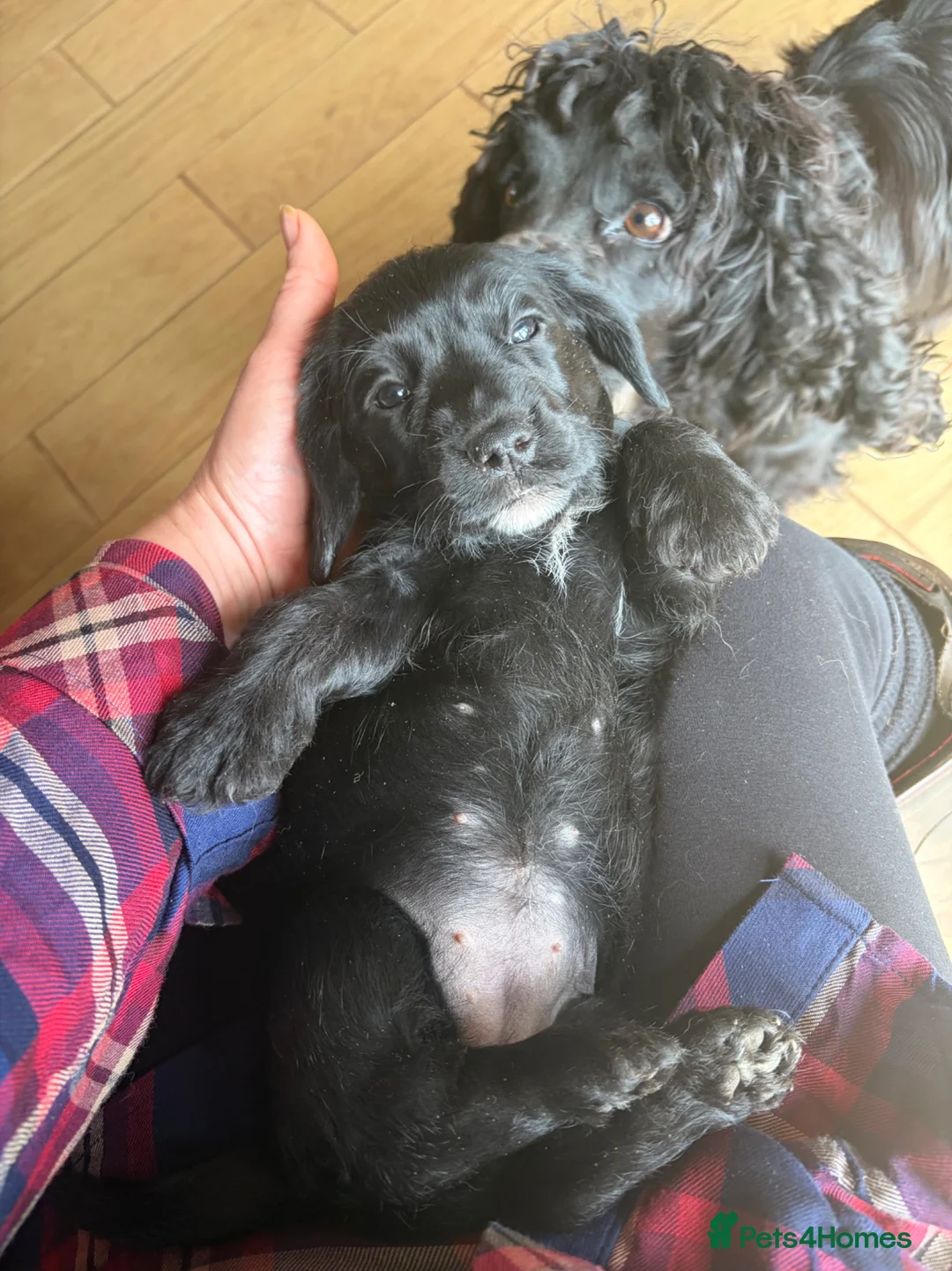 Mixed Breed dogs for sale: Miniature wirehaired Dachshund X Cocker Spaniel  - Advert 1