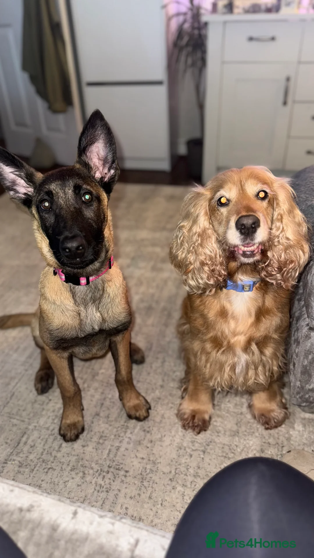 Belgian Shepherd Dog dogs for sale: Female Belgian Shepherd - 6 Months Old  - Advert 3