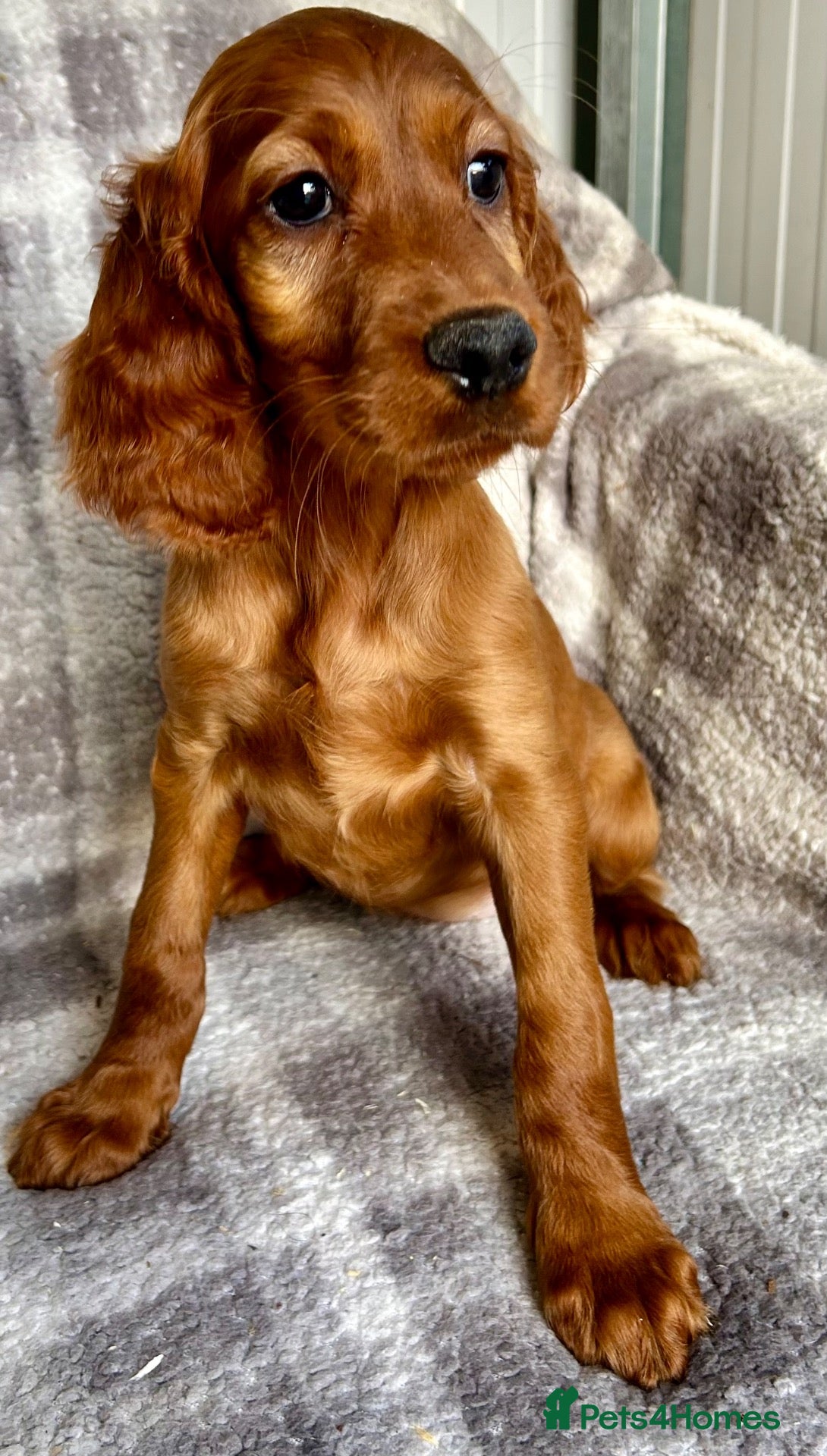 Irish Setter dogs Out standing litter of Irish setter puppies  - Advert 1