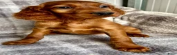 Irish Setter dogs for sale: Out standing litter of Irish setter puppies  - Advert 1