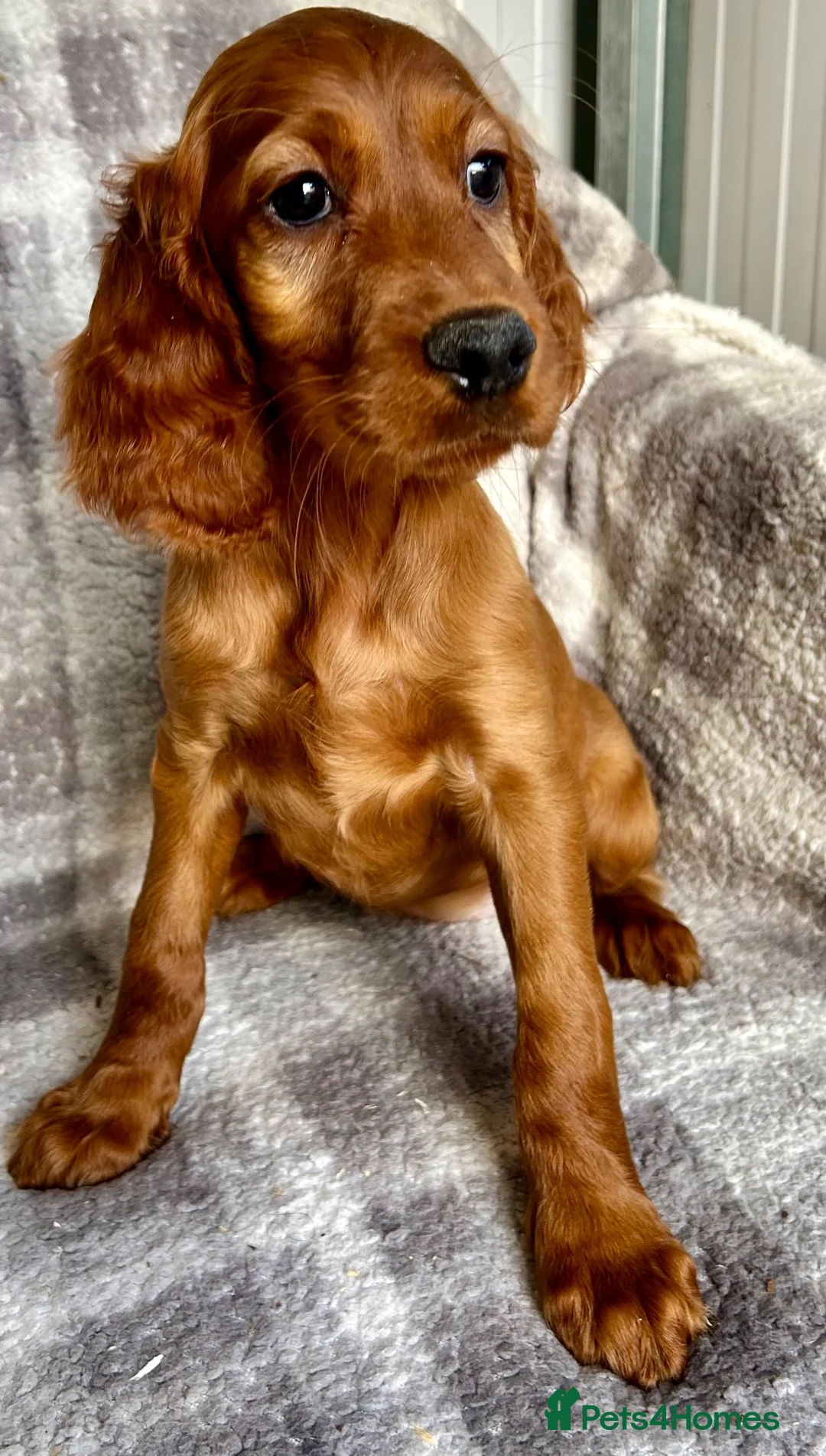 Irish Setter dogs for sale: Out standing litter of Irish setter puppies  - Advert 1