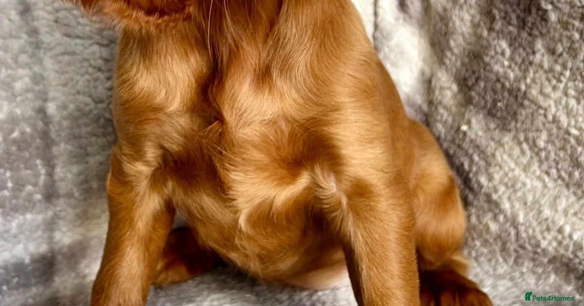 Standing Plan Example Out standing litter of Irish setter puppies for sale in Lockerbie ...