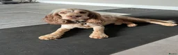 Cocker Spaniel dogs for stud: KC Best Practice Health 🐾Show 🐾250+ pups born - Advert 3