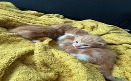 Mixed Breed cats for sale: Make kittens  - Image 1