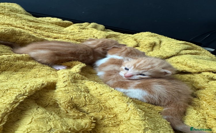 Mixed Breed cats - Advert 5
