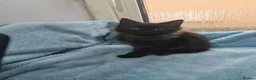 Mixed Breed cats for sale: Beautiful FLUFFY kittens VIDEOS - Advert 23
