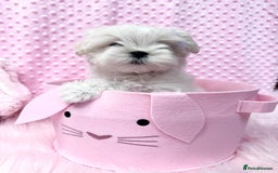 Maltese dogs for sale: 💎 KC Korean Maltese Girls 💎 DNA tested parents. in Leven - Image 18