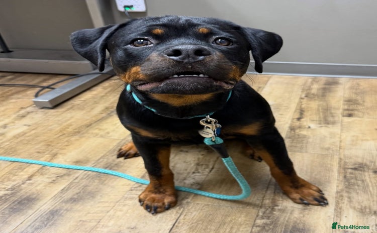 Rottweiler dogs Pedigree Rottweiler - Advert 1