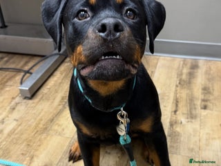 Rottweiler dogs Pedigree Rottweiler - Advert 1