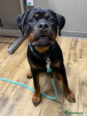 Rottweiler dogs Pedigree Rottweiler - Advert 1