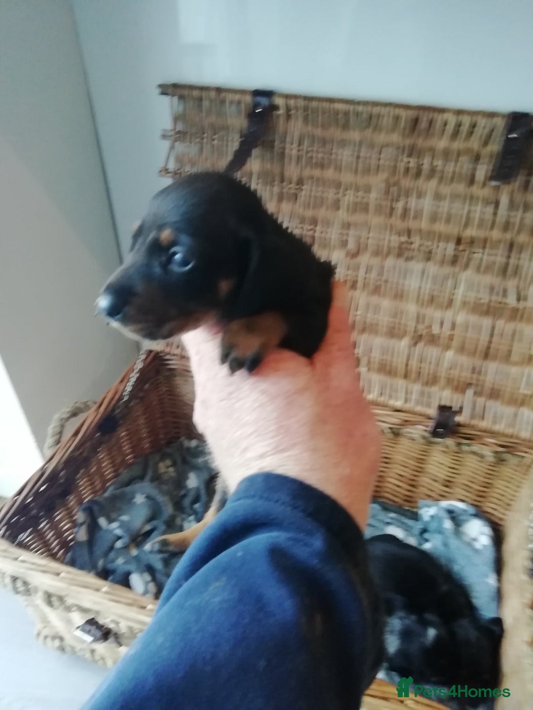 Miniature Dachshund dogs for sale: Miniature Dachshund  - Advert 2