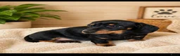 Miniature Dachshund dogs for sale: Last little girl she’s had 2nd vax KC reg READY  - Advert 2