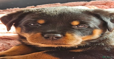 Rottweiler dogs - Advert 11