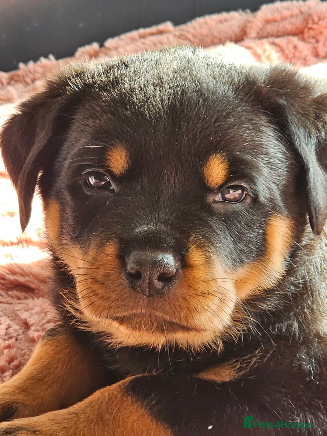 Rottweiler dogs for sale: Pure breed Rottweiler  - Image 14