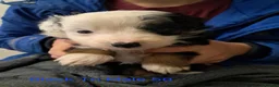 Aussiedoodle dogs for sale: Aussiedoodles - Advert 11