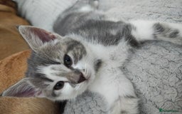 Mixed Breed cats for sale: Grey kittens  - Image 1