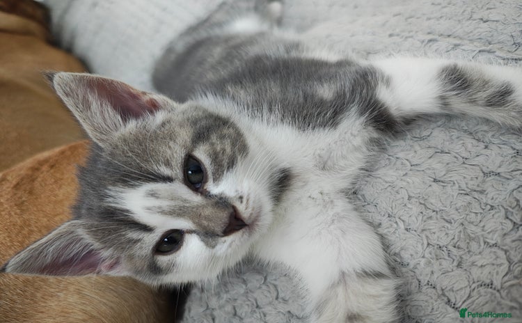 Mixed Breed cats - Advert 2