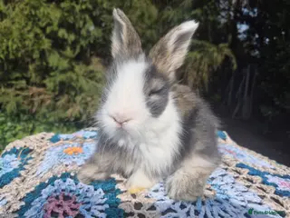 Angora rabbits 💙ANGORA BLUE EYED BABIES💙-PARENTS IMPORTED 🇫🇷 - Advert 6