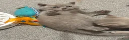 British Shorthair cats for sale: Show quality kittens BSH - Advert 14