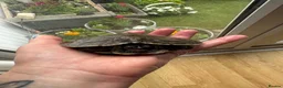 Turtle reptiles for sale: 6 year old turtle and tank for sale in Saint Helens - Advert 4