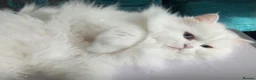 Persian cats for sale: Persian pure white , blue eyed male  - Advert 4