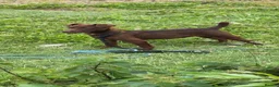 Patterdale Terrier dogs for sale: patterdale terrier  - Advert 2
