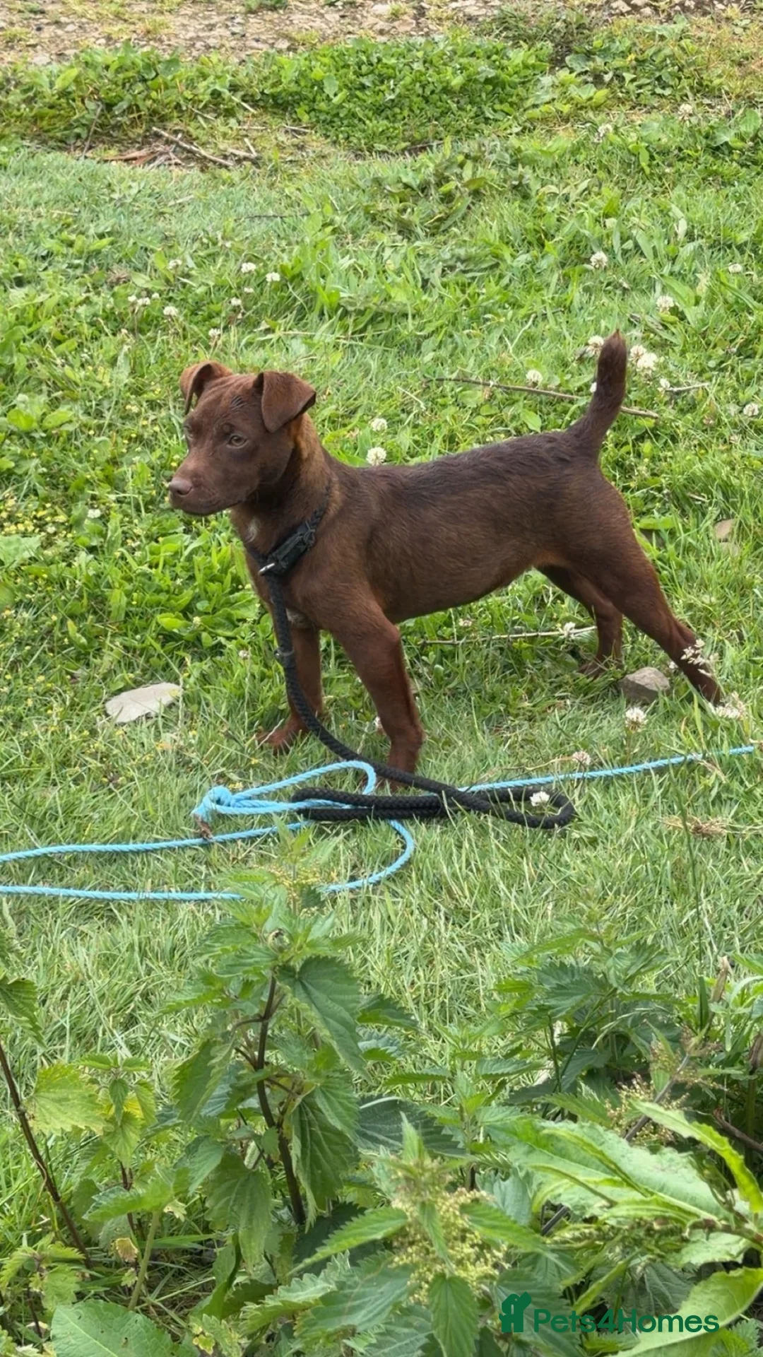 Patterdale Terrier dogs for sale: patterdale terrier  - Advert 2