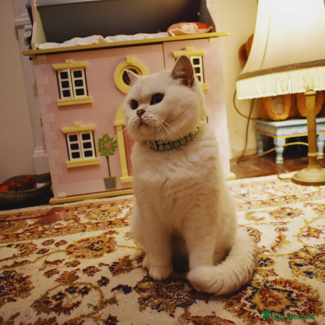 British Shorthair cats for sale: Retired Queen Silverpoint British Shorthair - Advert 7