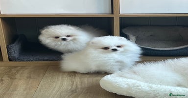 Pomeranian dogs - Advert 12