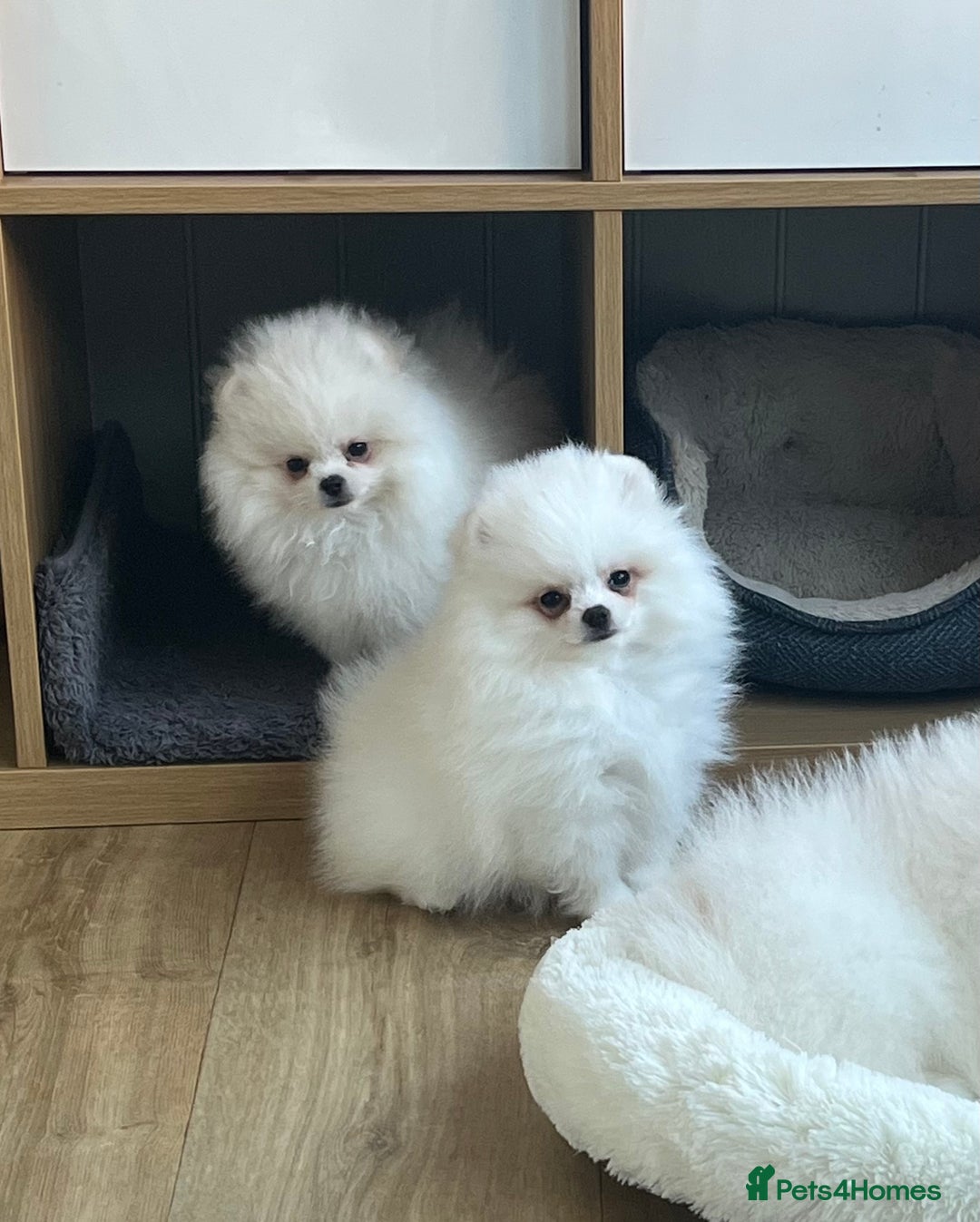 Pomeranian dogs for sale: Quality Pom puppies from Five Star Breeder  - Image 3